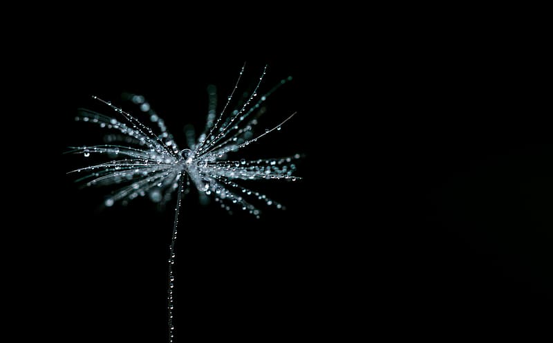 Beautiful Tiny Dew Drops on a Dandelion Seed... Ultra, Aero, Macro, Creative, Flower, Summer, Spring, Green, Black, Flowers, Huge, Object, Amazing, Life, Plant, Fresh, Close, Delicate, Still, Super, Closeup, , dewdrops, samsung, Minimalism, Minimal, Poster, unique, Minimalistic, samsungnx, fragile, 60mm, approach, closer, microscopic, nx20, samsung60mm, samsungnx20, samsungnx60mmf28, HD wallpaper