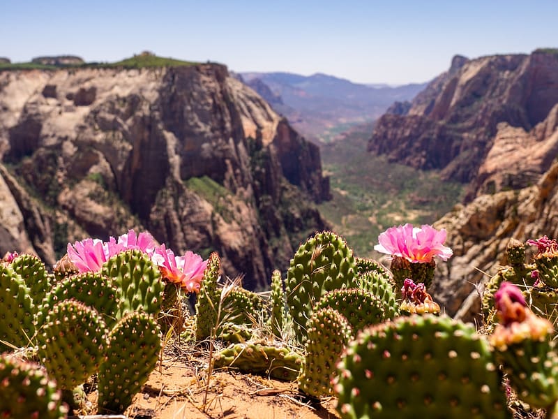 Blooming cactus - Utah, taj, termeszet, viragok, kaktusz, volgy, Utah, viragzas, hegyek, HD wallpaper
