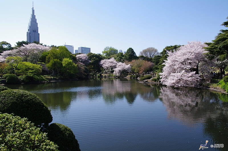 Shinjuku Gyoen, sakura, shinjuku, japanese, park, lake, cherry blossom, japan, tokyo, nature, scenery, HD wallpaper