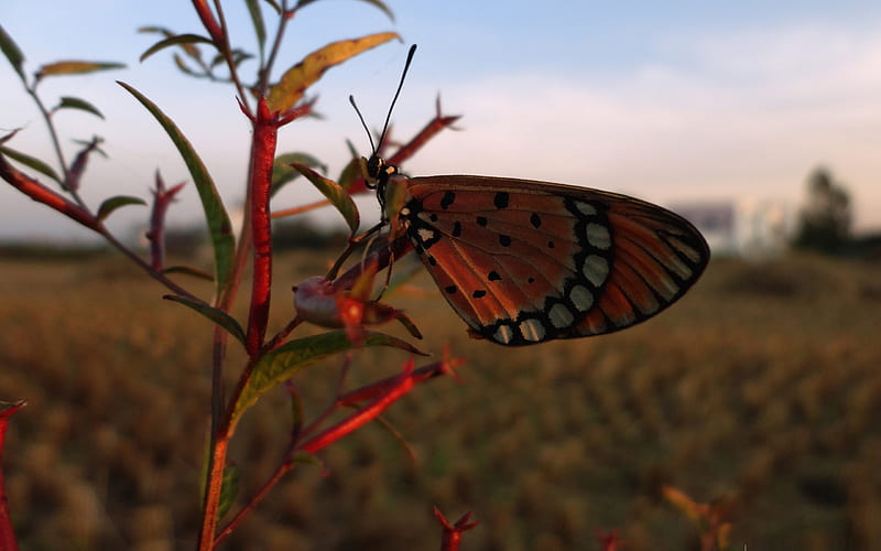 beautiful butterfly 01-the beautiful butterfly, HD wallpaper