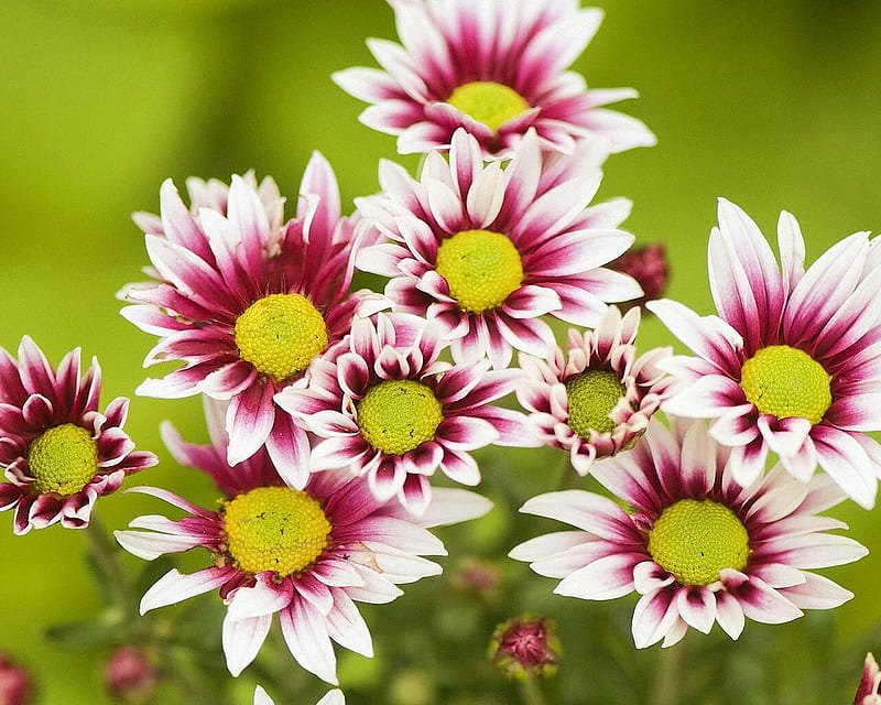 Chrysanthemum Daisies, flower, pretty, white, pink, HD wallpaper
