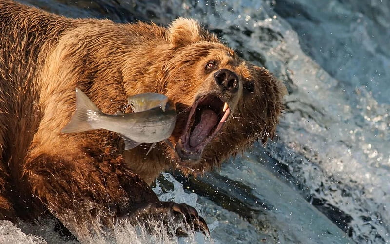 Bear catching fish, pesti, fish, water, vara, urs, bear, summer, HD wallpaper