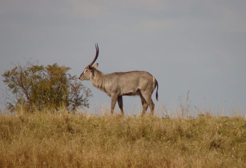 Waterbuck Stag, stately, standing guard, majestic, white circle on bum, HD wallpaper