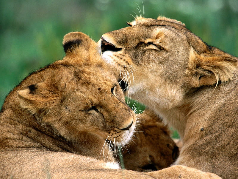 Lion Love, lion, love, animal, lions, HD wallpaper | Peakpx