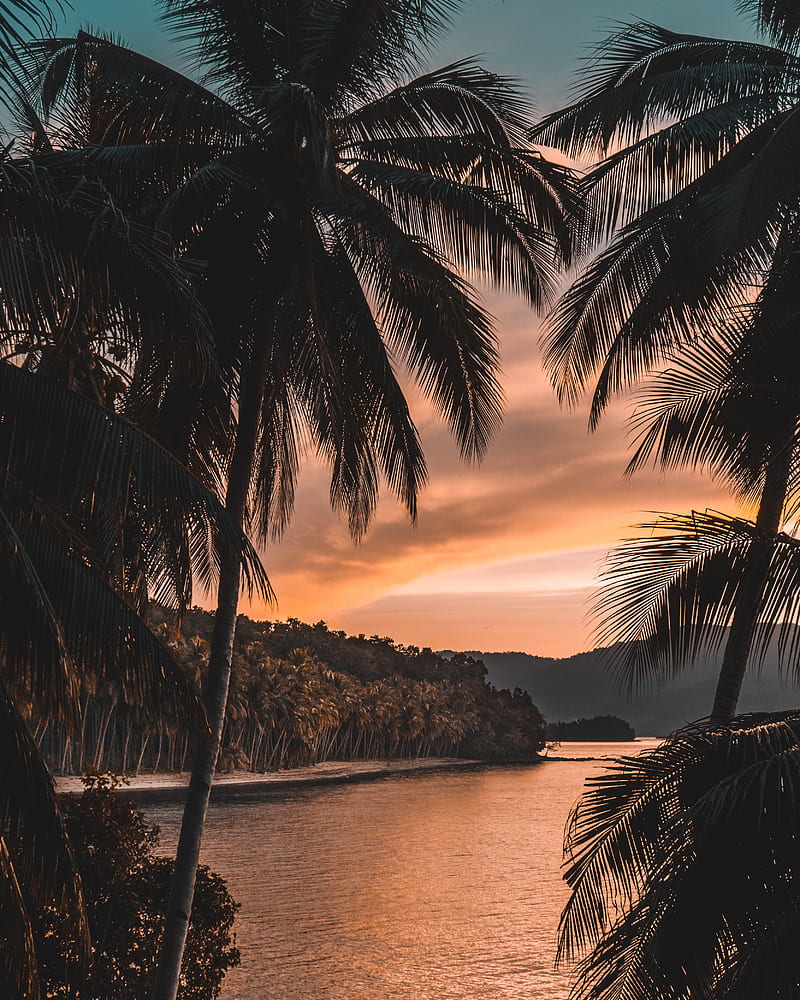 river, palm trees, twilight, landscape, tropical, HD phone wallpaper