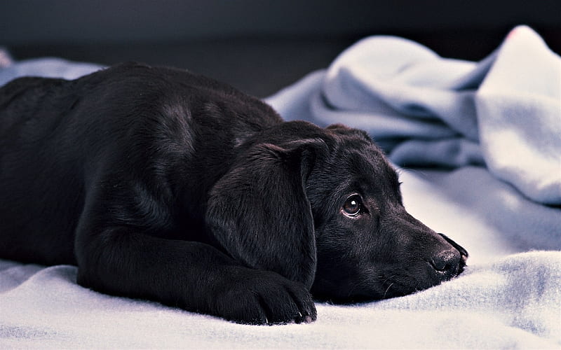 black puppy, retriever, small dogs, sad puppy, black labrador, dogs, HD wallpaper