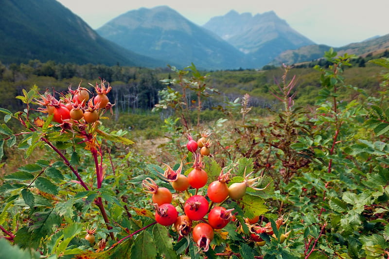 Rocky Mountains and wild roses, Canada, wild roses, Rocky Mountains, Alberta, Waterton, HD wallpaper