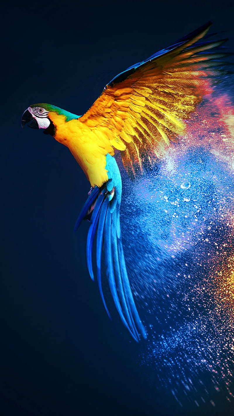 Macaw , birds, parrots, love, animals, HD phone wallpaper