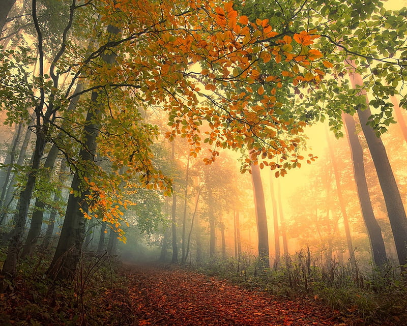 1920x1080px, 1080P free download | Trees Forest, autumn, fog, jungle ...