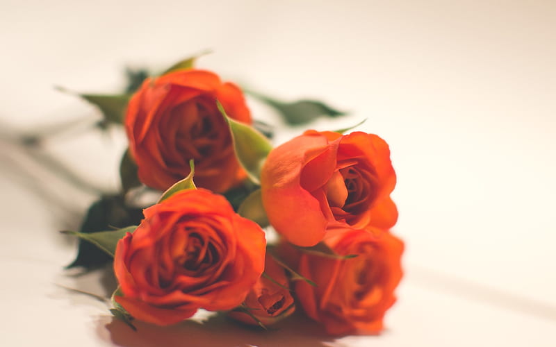 buds of roses, orange roses, beautiful orange flowers, bouquet, floral background, HD wallpaper