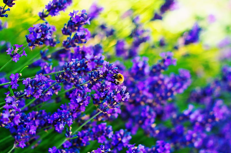 Lavender Meadow, bee, lavender, purple, meadow, HD wallpaper