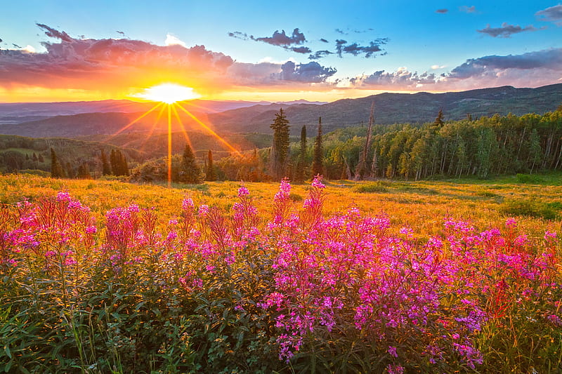 Wildflower sunset, bonito, sunset, spring, USA, sky, Rockies, meaqdow, mountain, Colorado, rays, wildflowers, summer, field, HD wallpaper