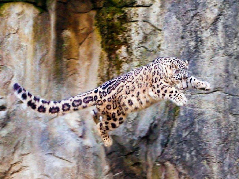 Pouncing Snow Leopard, leopard, snow leopard, cats, animals, HD wallpaper
