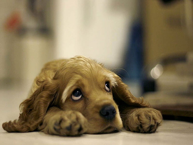 innocent puppy eyes