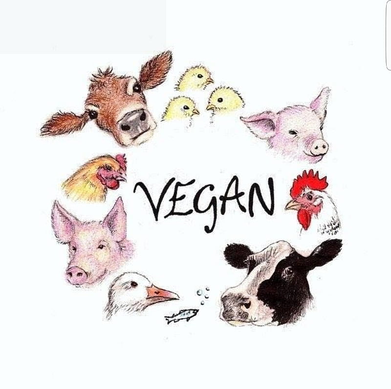 Vegan, animals, care, chickens, cows, cute, friends, love, pigs, sweet, HD wallpaper
