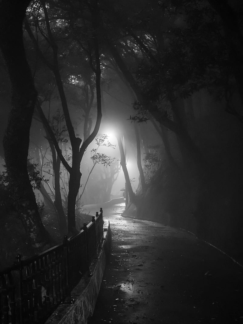 Road, turn, trees, fog, park, night, HD phone wallpaper | Peakpx
