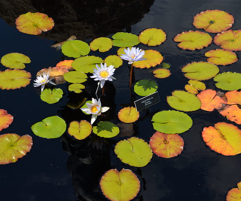 Lilly Pads, flower, leaves, water, HD wallpaper