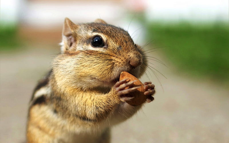 Greedy chipmunk eating almond - chipmunk, HD wallpaper