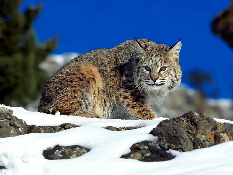 Bobcat , snow, nature, bobcat, sky, cats, animals, animal, winter, HD wallpaper