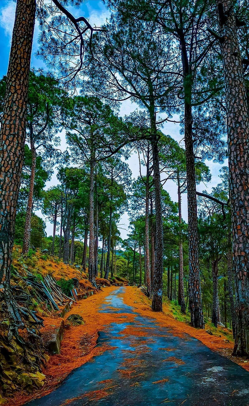 Himachal , hiamalya, palampur, pine forest, road, HD phone wallpaper