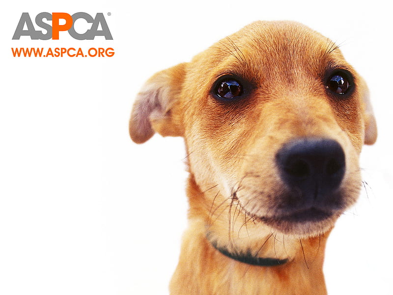 Heartbreaking Puppy Face, aspca, adoption, animal shelters, dogs, HD wallpaper