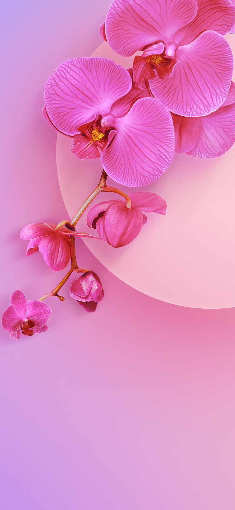 Xiaomi Mi 9, orchid, HD phone wallpaper