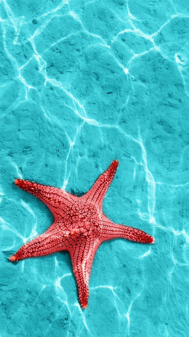 Starfish, fish, nature, red, sea, star, water, HD phone wallpaper
