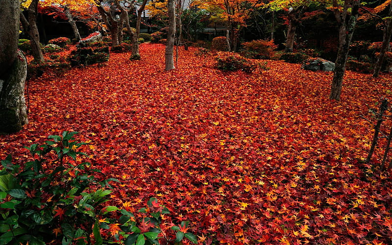 Late autumn deciduous-Enkoji Temple Autumn, HD wallpaper