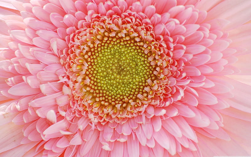 light pink gerbera-Colorful-Flowers, HD wallpaper