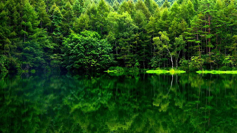 Mist green trees nature Italy 1080x2160 aesthetic green forest HD  phone wallpaper  Pxfuel