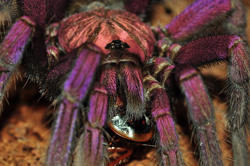brazilian purple tarantula close up, brazilian, spider, purple, tarantula, insect, HD wallpaper