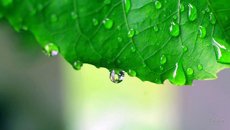 Rain Drops Keep Falling, fresh, raindrops, dew, spring, leaf, green, summer, shower, rain, HD wallpaper