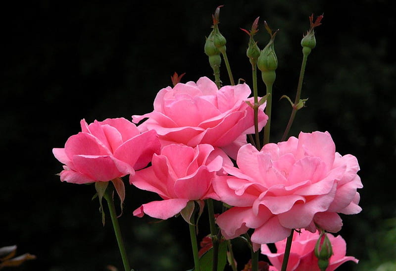 Barb's Roses, lovely, kindness, bonito, roses, outdoors, barb, nature, gracious, pink, HD wallpaper