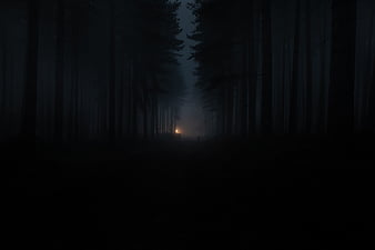 Dark Nature, dark nature, black, tree, forest, HD phone wallpaper | Peakpx