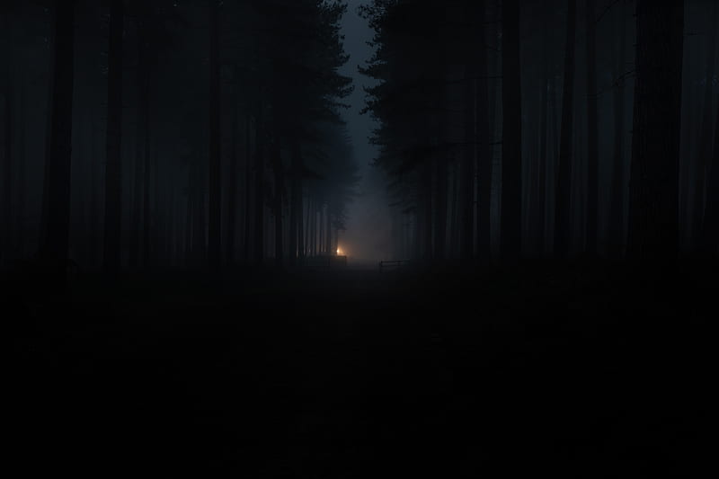 Dark forest, foggy, trees, fence, Nature, HD wallpaper | Peakpx