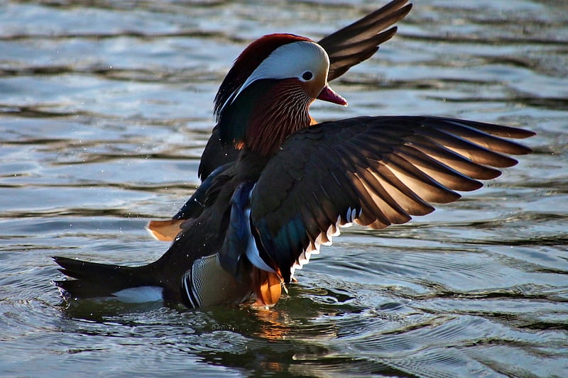 Mandarin duck, water, wings, bird, feather, lake, HD wallpaper