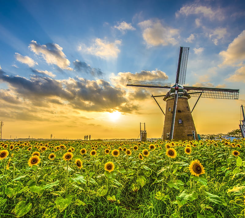 Sunflower Mill, flower, sun, sunrise, wind, windmill, HD wallpaper