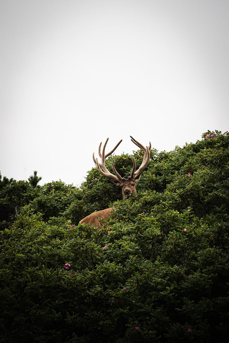 deer, antlers, bushes, animal, sky, HD phone wallpaper