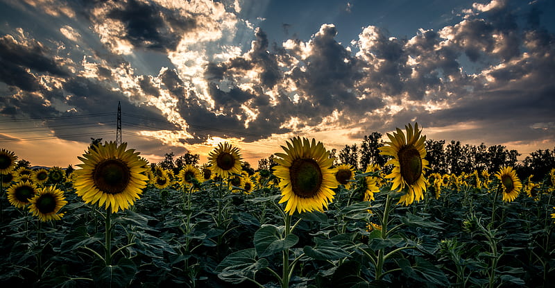 sunflower, field, flower, sunset, HD wallpaper