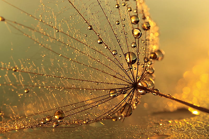 Life is gold by Rina Barbieri, rina barbieri, golden, seed, dandelion, drop, macro, water drops, HD wallpaper