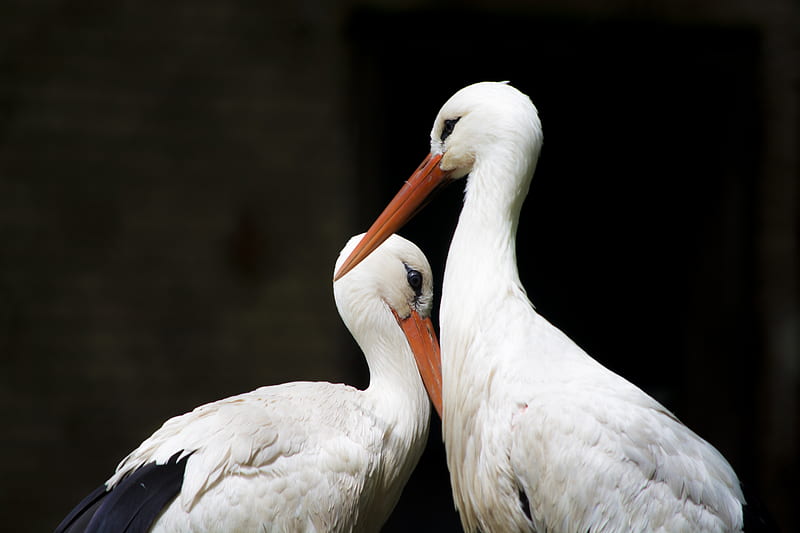 two white storks, HD wallpaper