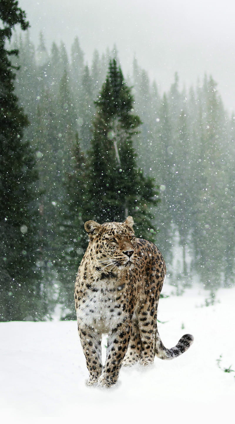 Cheetah, Tupac2x, jaguar, leopard, snow, snow leopard, snowing, HD phone wallpaper