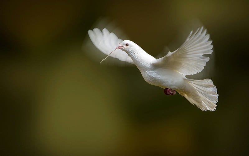 Hope, wings, peace, animal, pigeon, fly, bird, dove, white, HD wallpaper