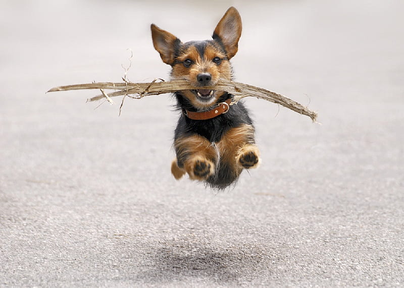 Flying Dog, cute, brown, snow, flying, HD wallpaper