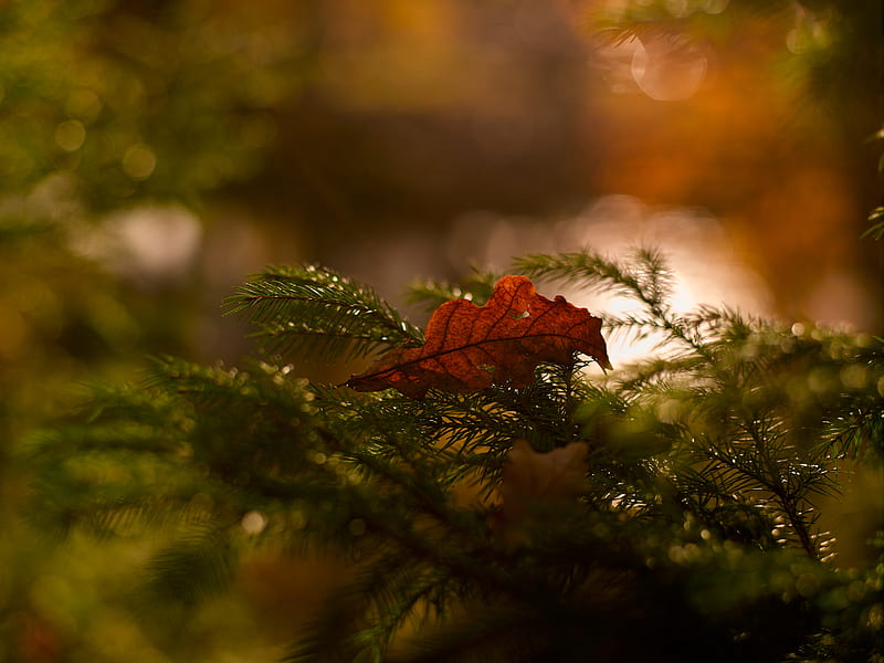 red maple leaf on green pine tree, HD wallpaper