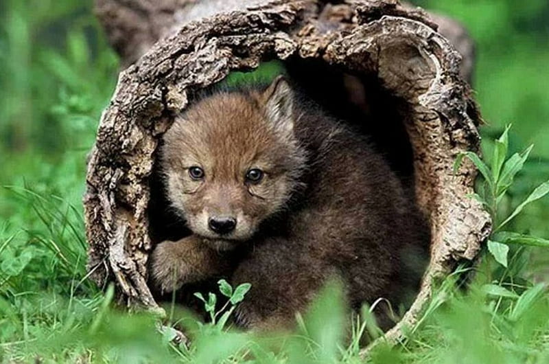 Good place to Hide, adoreble, hide, place, Wolf, cute, to, nature, Wolves, animals, HD wallpaper