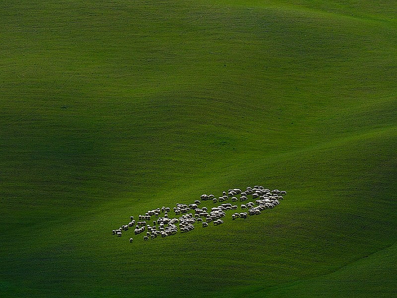 Sheeps in Wild, cool, grass, field, HD wallpaper