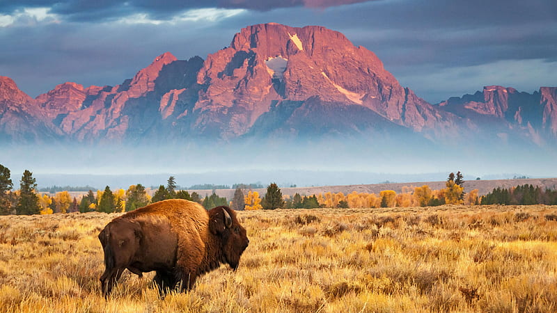 bison, Grand Teton National Park, Wyoming, USA, Bing, Microsoft, HD wallpaper