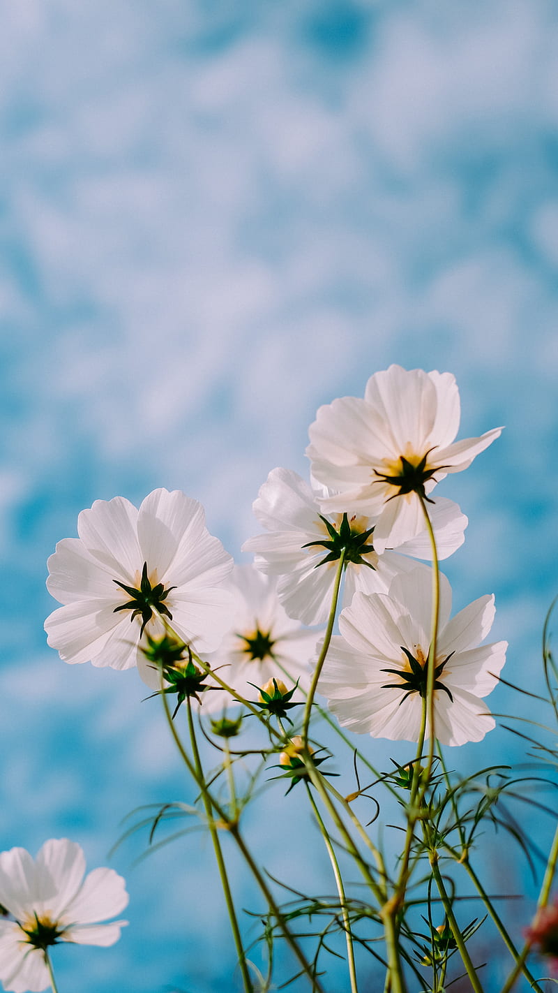 White petaled flowers during day , spring , nature, cosmos, HD phone wallpaper