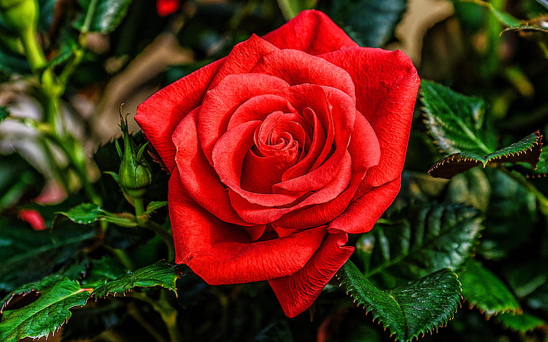 red rose, macro, red flowers, beautiful flowers, bokeh, red buds, roses, HD wallpaper